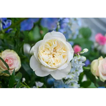 White Rose